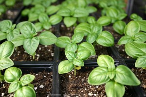 Basil seedlings in a greenhouse