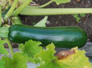 courgette oogsten